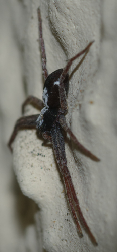 Pulchellodromus pulchellus